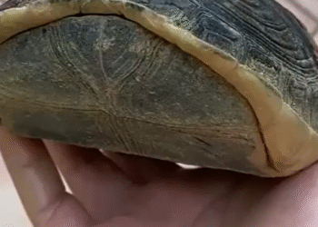 Box turtles are aptly named as they can completely close up their shell like a box